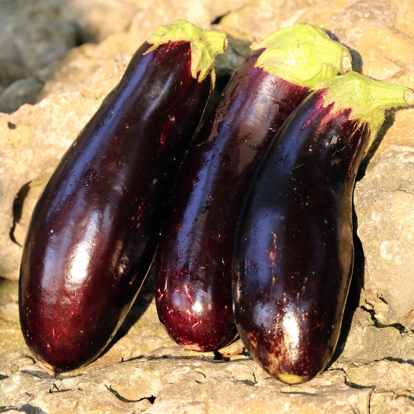 Seed Savers Organic Diamond Eggplant