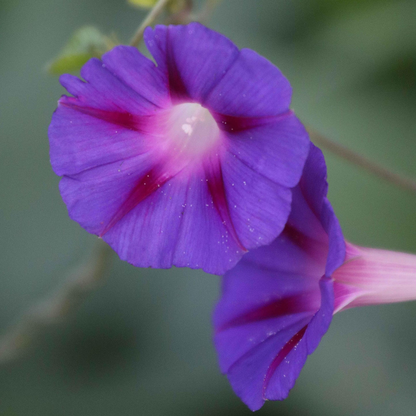 Seed Savers Grandpa Ott's Morning Glory