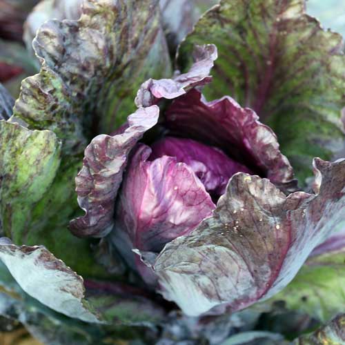 Seed Savers Red Kalibos Cabbage