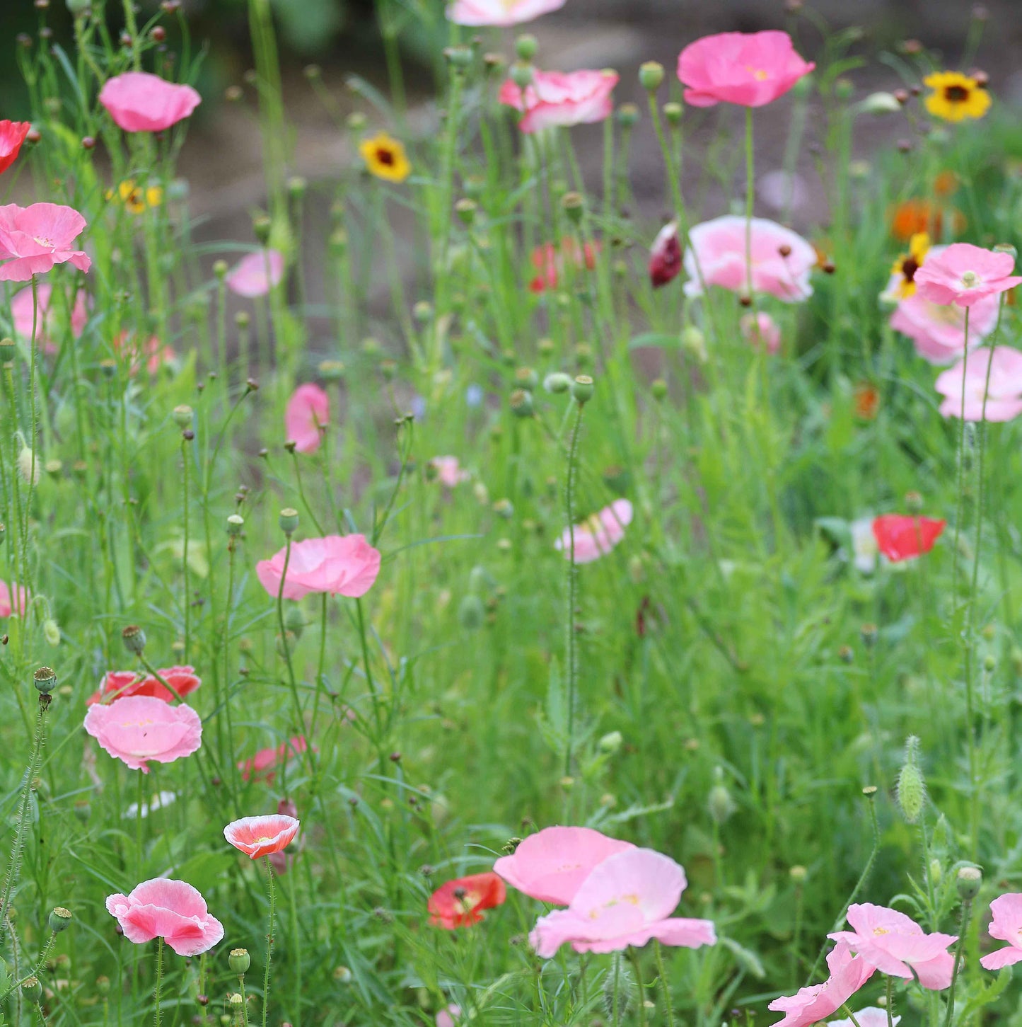 Seed Savers Bee Feed Mix