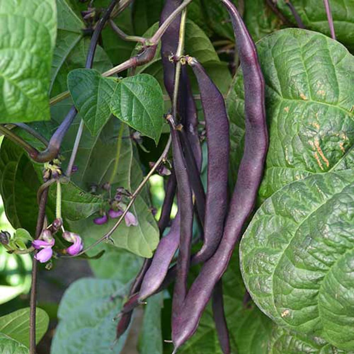Seed Savers Purple Podded Pole Bean