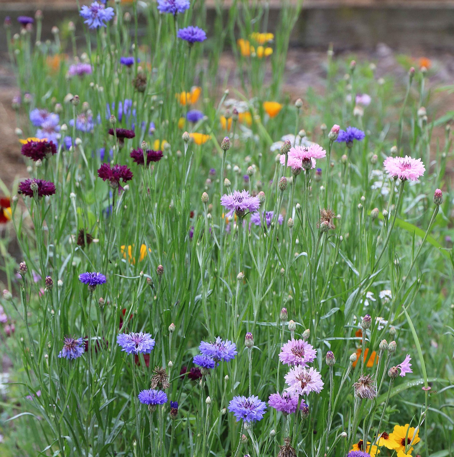 Seed Savers Bird and Butterfly Mix