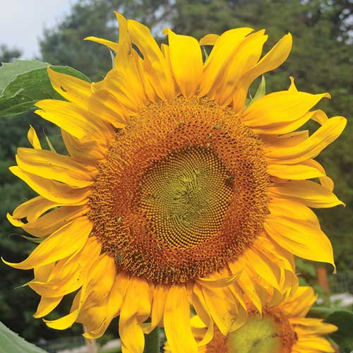 Seed Savers Mammoth Russian Sunflower