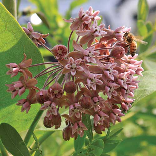 Seed Savers Common Milkweed Butterfly Flower