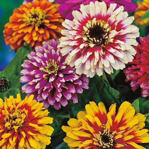 Seed Savers Whirlygig Zinnia Mix