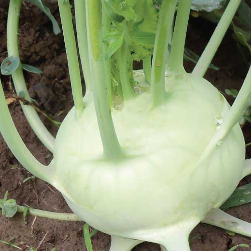 Seed Savers Delicatesse White Kohlrabi