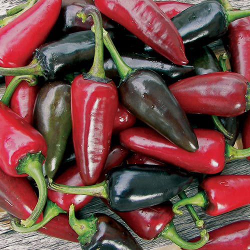 Seed Savers Organic Black Hungarian Pepper