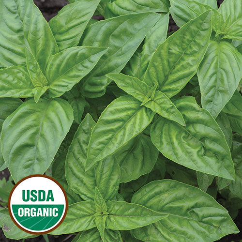 Seed Savers Organic Genovese Basil