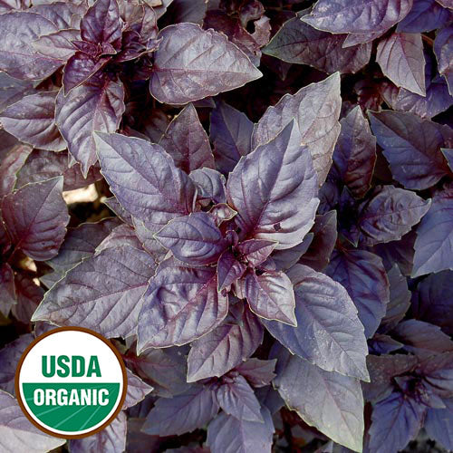 Seed Savers Organic Dark Opal Basil