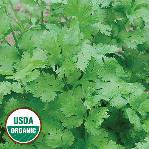 Seed Savers Organic Cilantro
