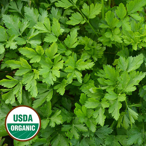 Seed Savers Organic Giant from Italy Parsley
