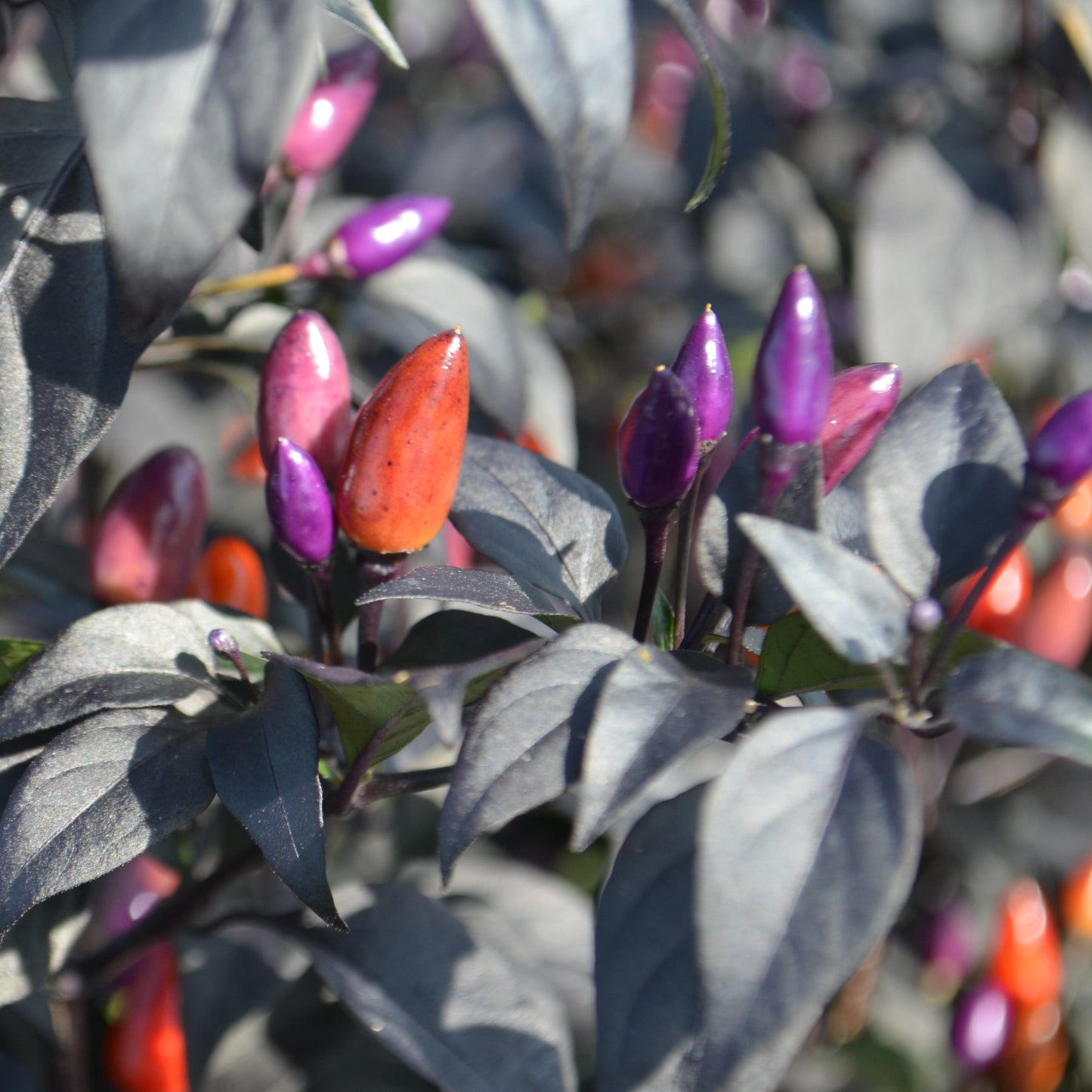 Seed Savers Organic Grandma Kirksey Pepper
