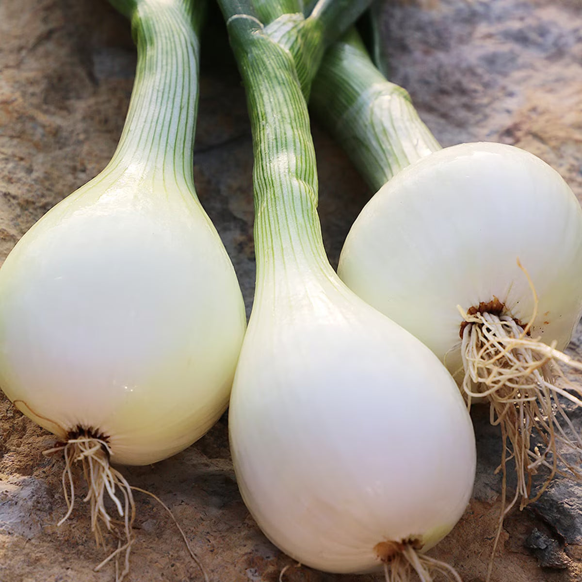 Seed Savers Walla Walla Onion