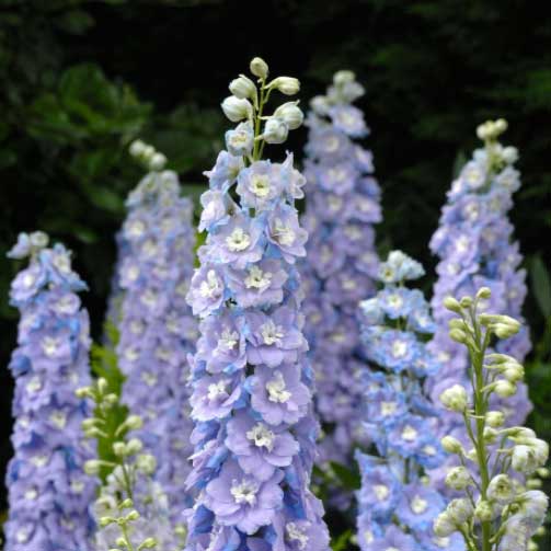 Seed Savers Raider Blue Delphinium