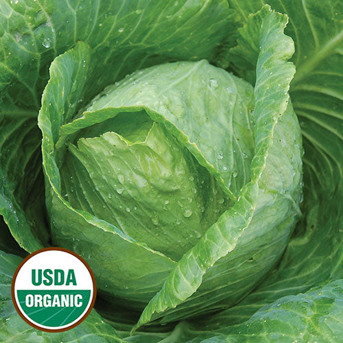 Seed Savers Organic Early Jersey Wakefield Cabbage