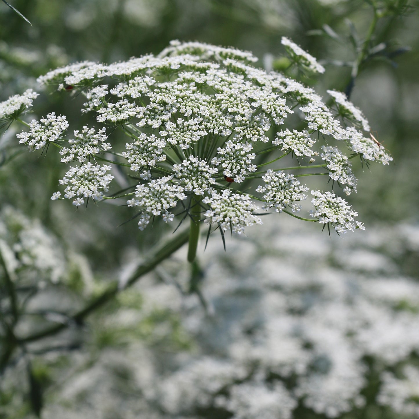 Seed Savers Bishop's Flower