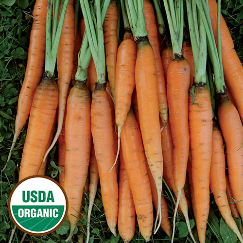 Seed Savers Organic Scarlet Nantes Carrot