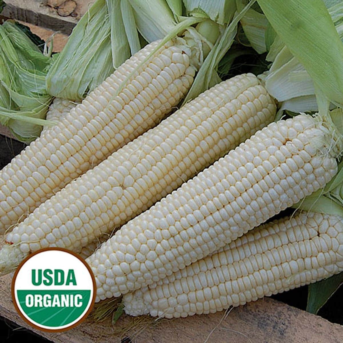 Seed Savers Organic Stowell's Evergreen Corn