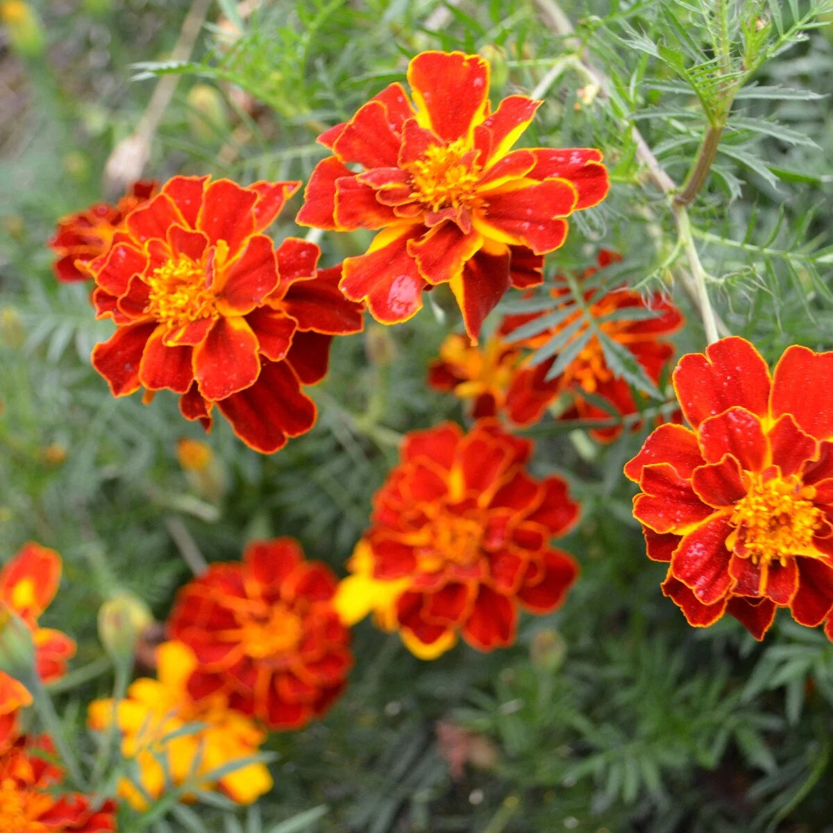 Seed Savers Organic Harvey's Honor Marigold