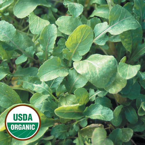 Seed Savers Organic Arugula