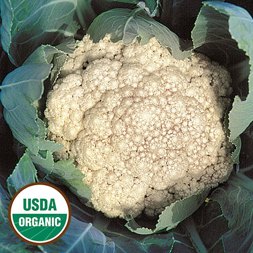 Seed Savers Organic Early Snowball Cauliflower