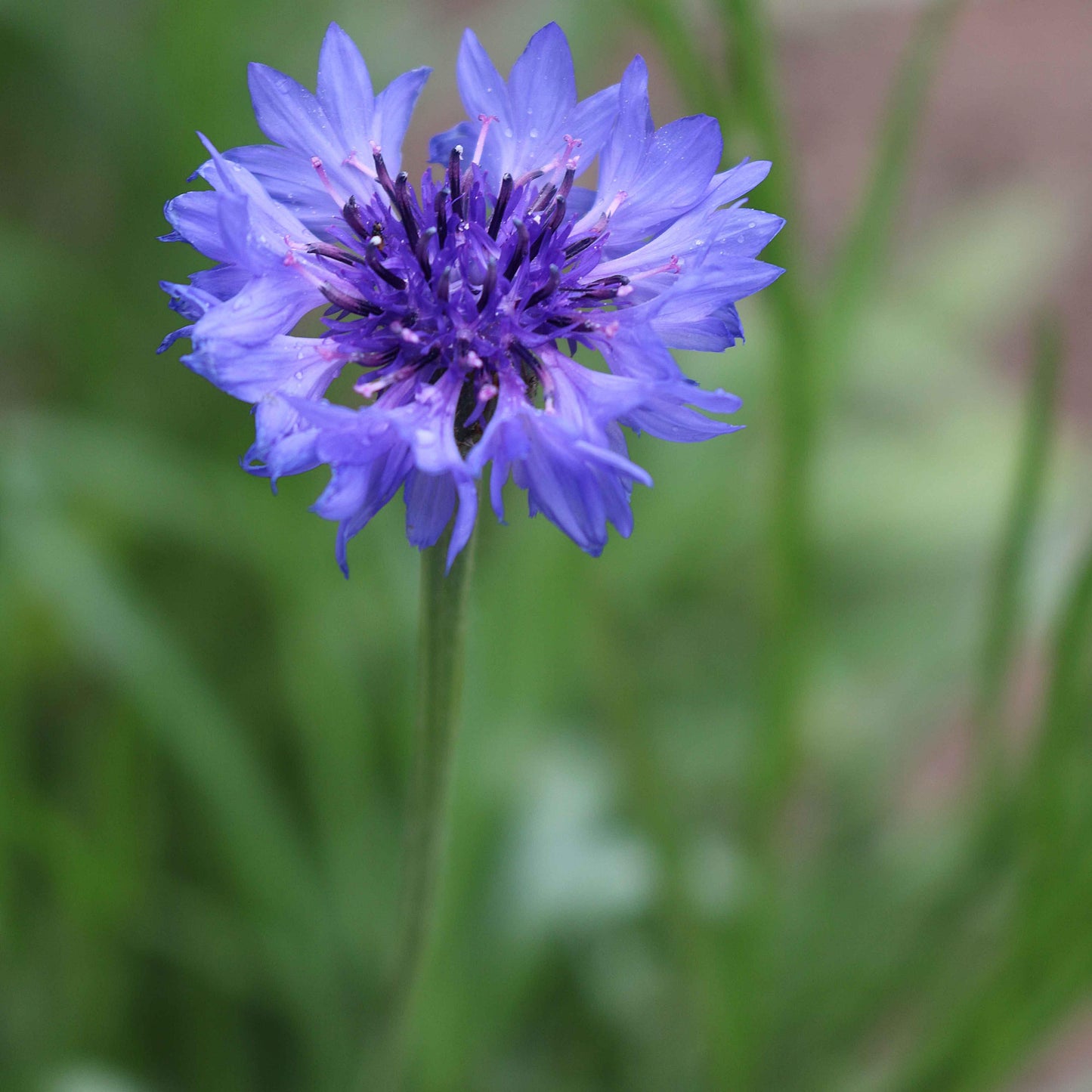 Seed Savers Blue Boy Bachelor's Buttons