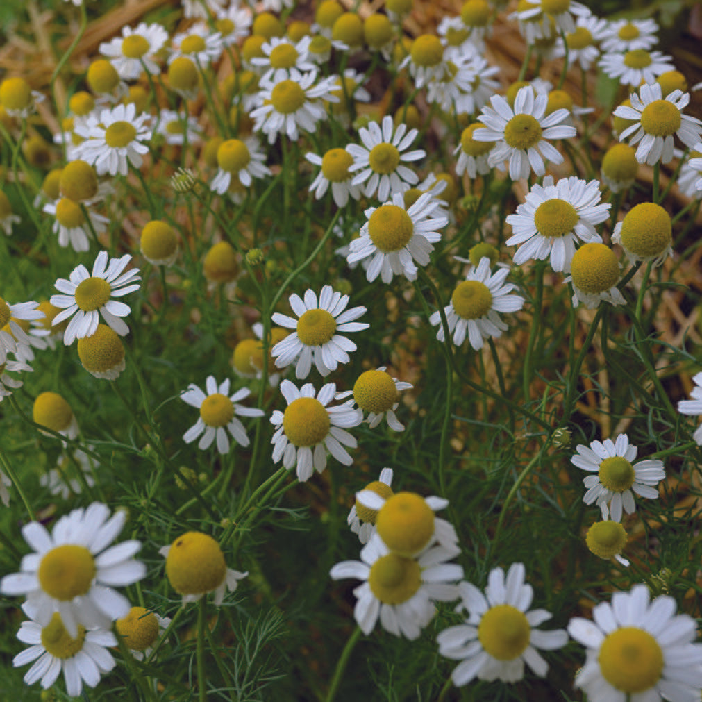 Seed Savers German Chamomile