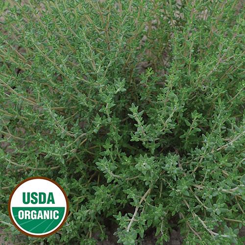 Seed Savers Organic Thyme