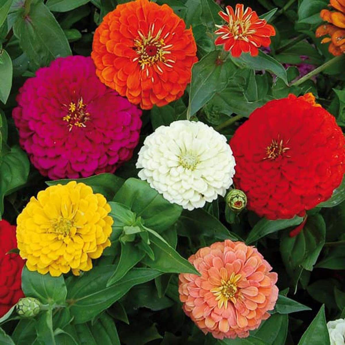 Seed Savers Benary's Giant Zinnia Flower