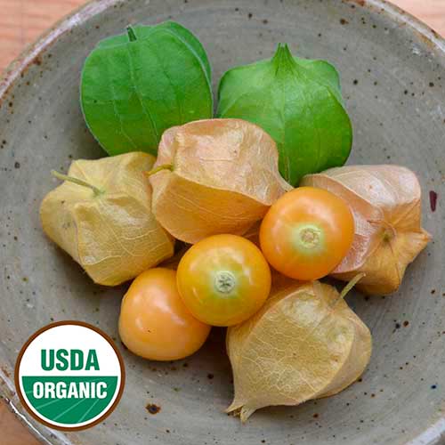Seed Savers Aunt Molly's Organic Ground Cherry