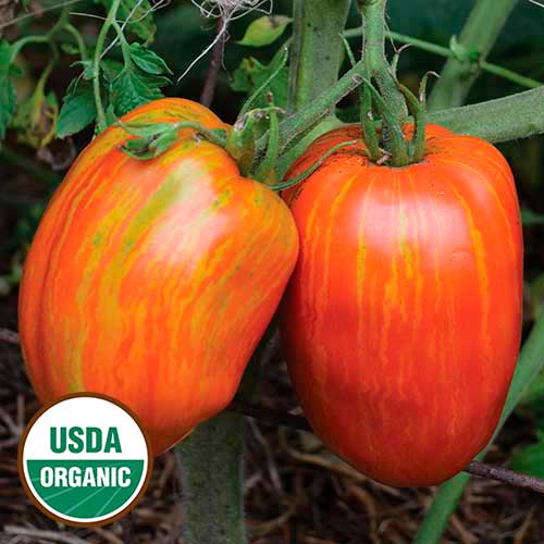 Seed Savers Organic Speckled Roman Tomato
