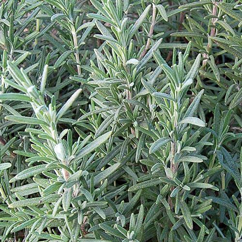 Seed Savers Rosemary