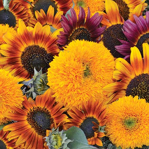 Seed Savers Sunflower Mixture