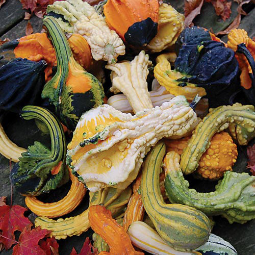 Seed Savers Autumn Wings Gourd