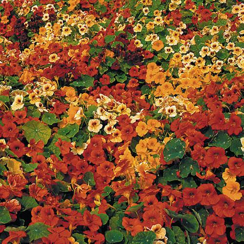 Seed Savers Tip Top Nasturtium
