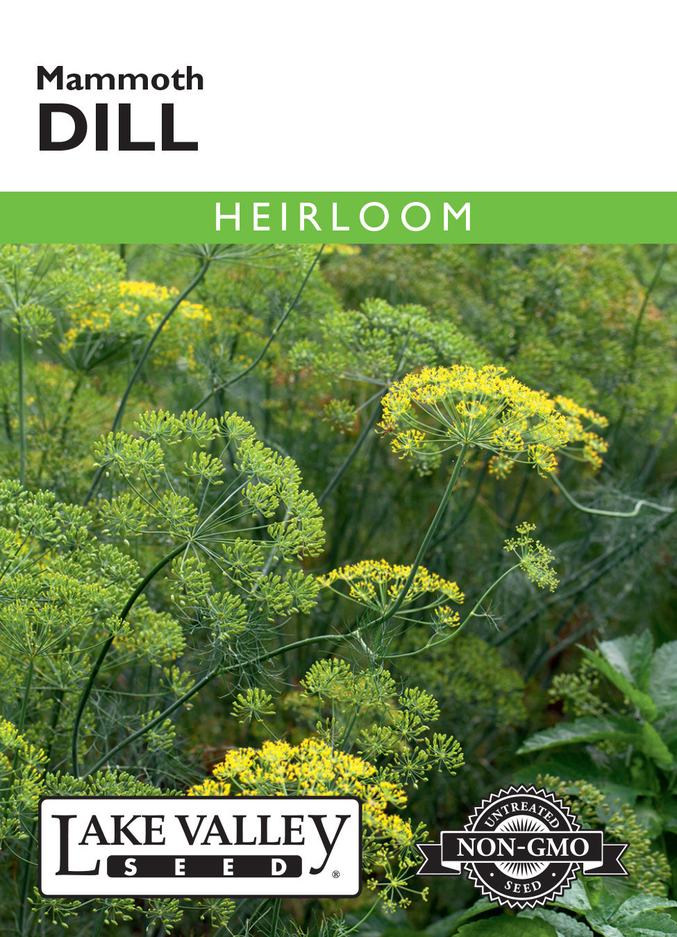 Dill Mammoth Seeds