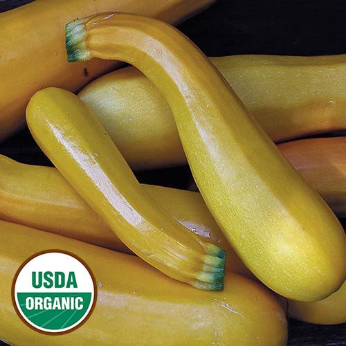 Seed Savers Organic Golden Zucchini Squash