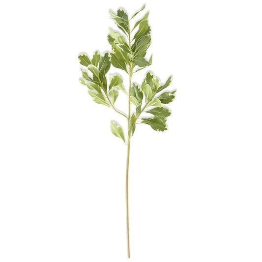 28in. Pittosporum Leaf Stem