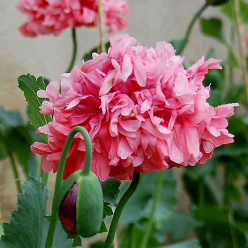 Seed Savers Organic Heritage Farm Poppy