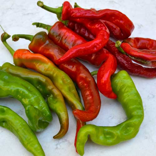 Seed Savers Maule's Red Hot Pepper