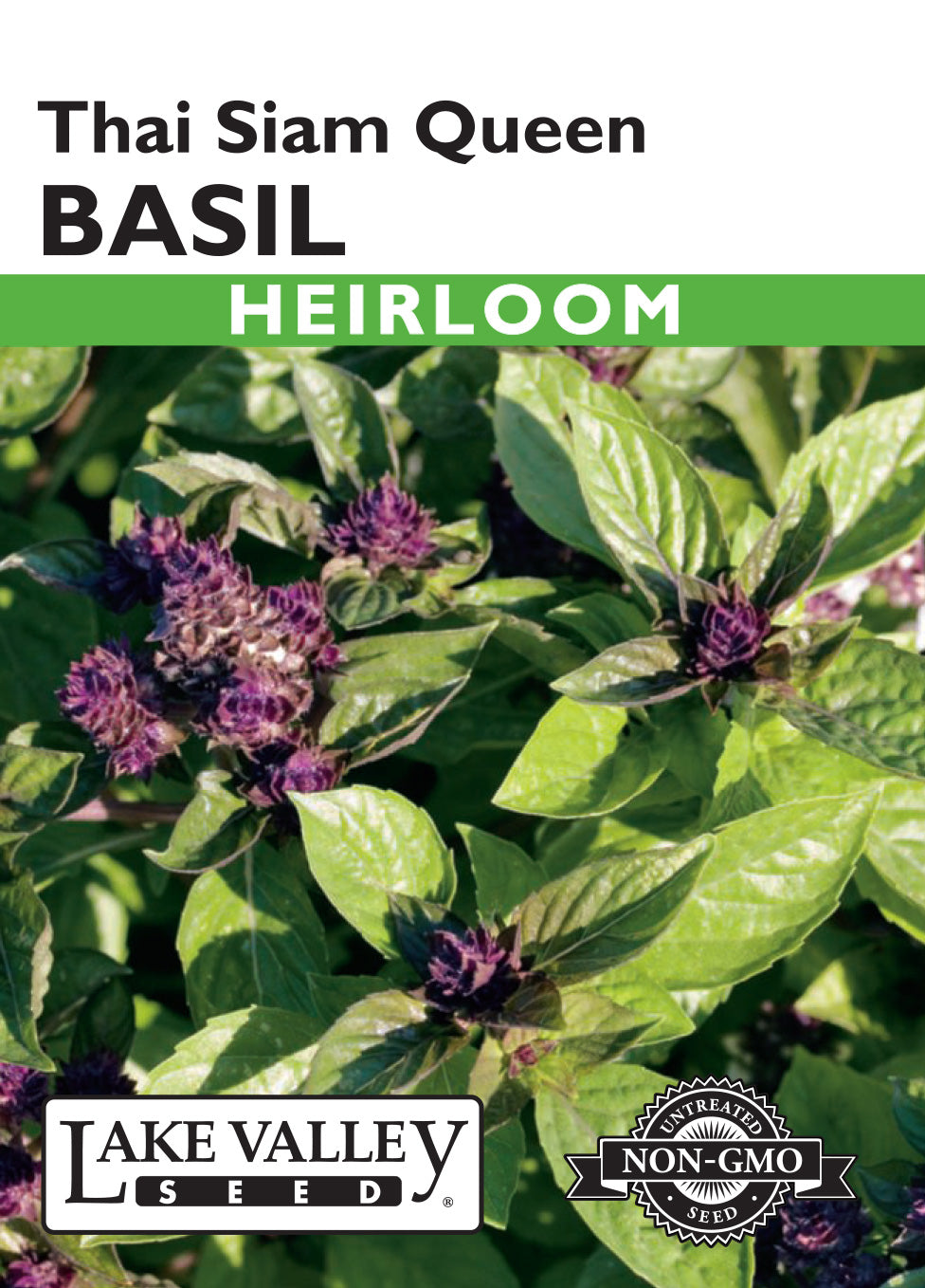 Basil Thai Siam Queen Seeds