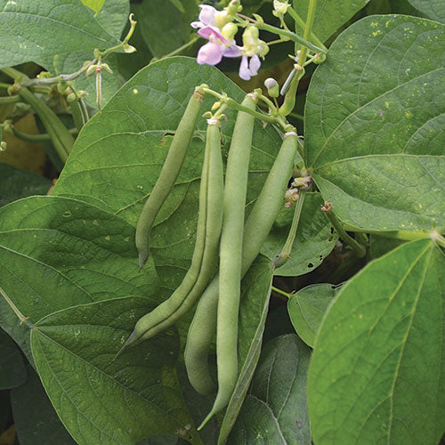 Seed Savers Provider Bean