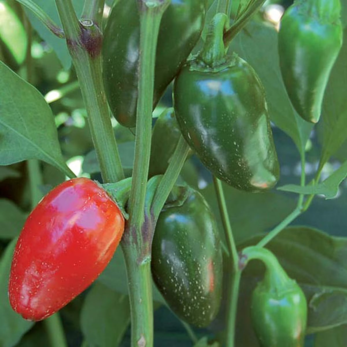 Seed Savers Jalapeno (Traveler Strain) Pepper