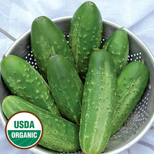 Seed Savers Organic Russian Pickling Cucumber