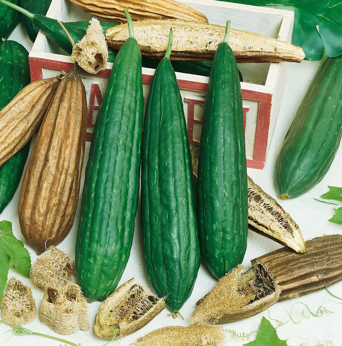 Seed Savers Luffa Gourd