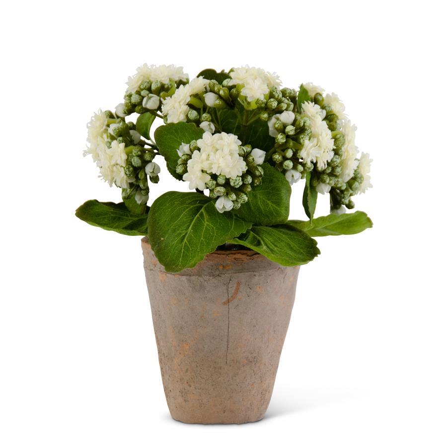 Artificial White Kalanchoe in Clay Pot