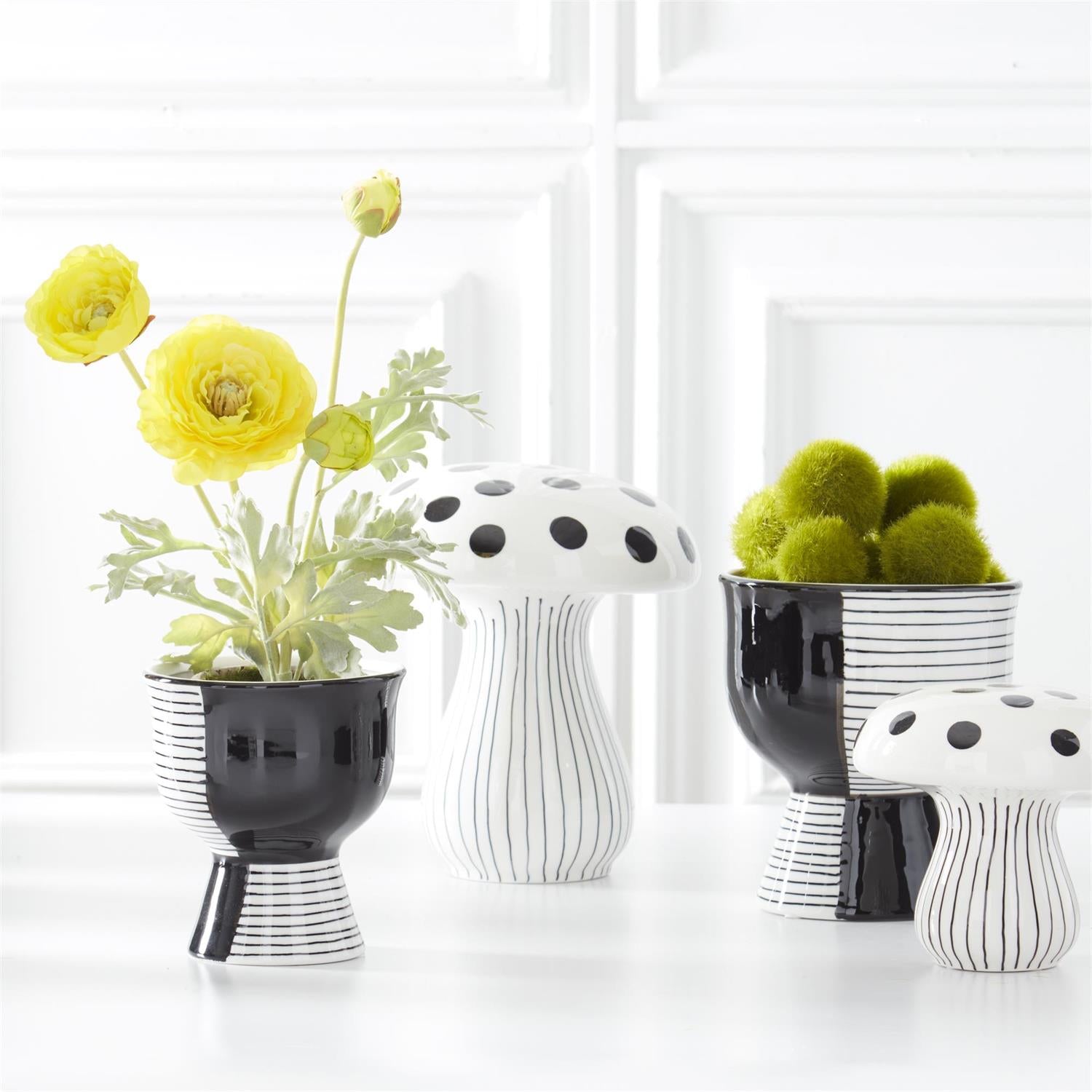 plant ranunculus in pots Ranunculus in Clay Pot