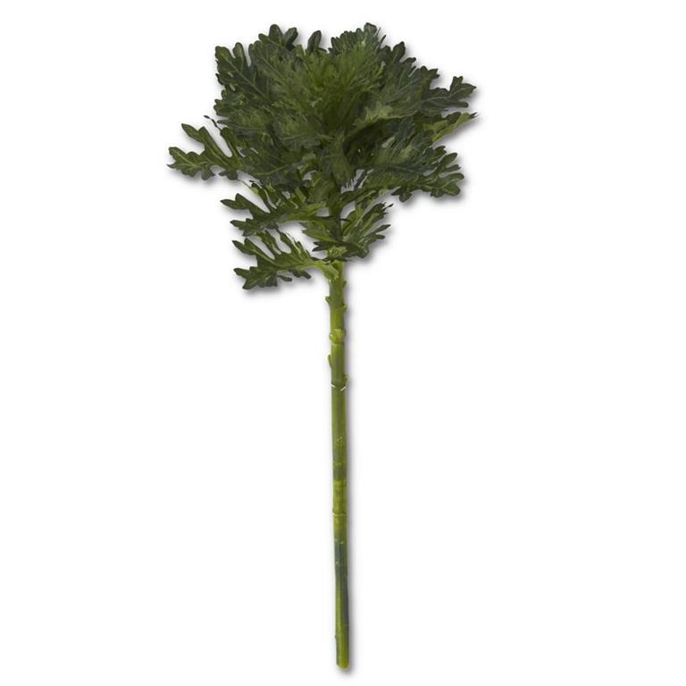 Green Ornamental Cabbage Stem