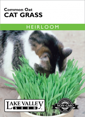 Cat Grass Common Oat Seeds