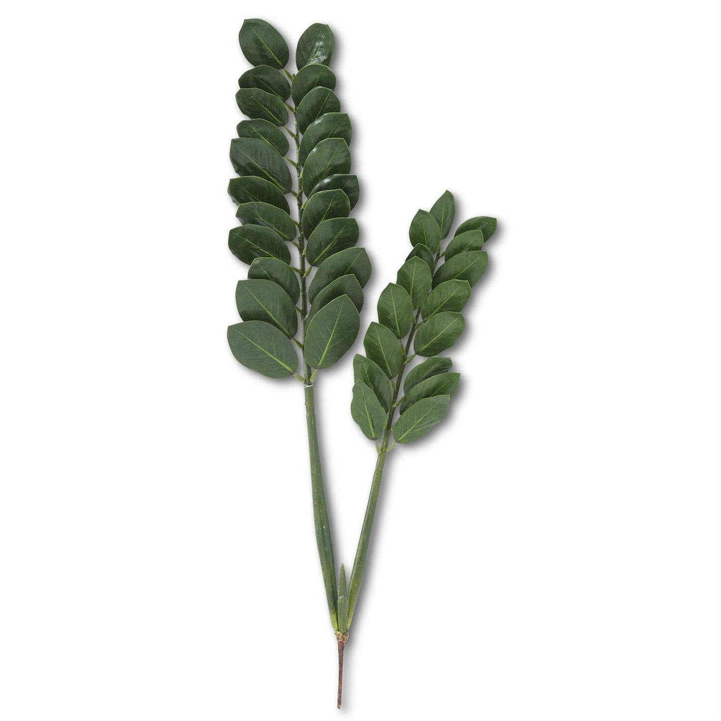 ZZ Plant Branch